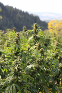 CBD à Lyon Croix-Rousse : qualité et prix compétitifs 20 cannabidiol