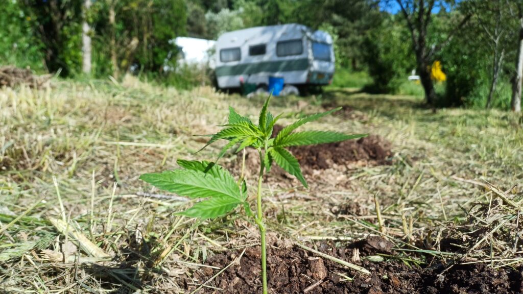 La germination ( par France Botanique Service ) 1 La germination